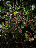 Stonecutter Coffee Series: Oscar Omar Alonzo Honey Process - 10 LBS LEFT!