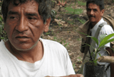 Peru Pangoa