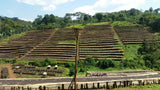 Stonecutter Coffee Series: Ethiopia Guji Natural - NEW!